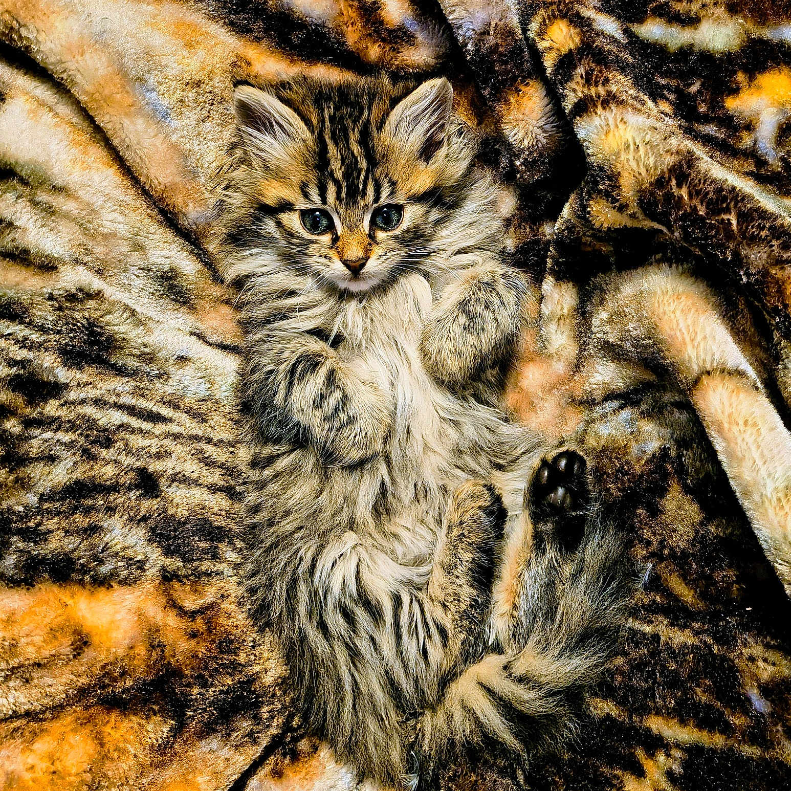 Pixel joined the competition — help win amazing prizes! abyssinian, angora, animal, art, blanket, cat, clothing, fur, invertebrate, kitten, manx, ocelot, painting, pet, spider