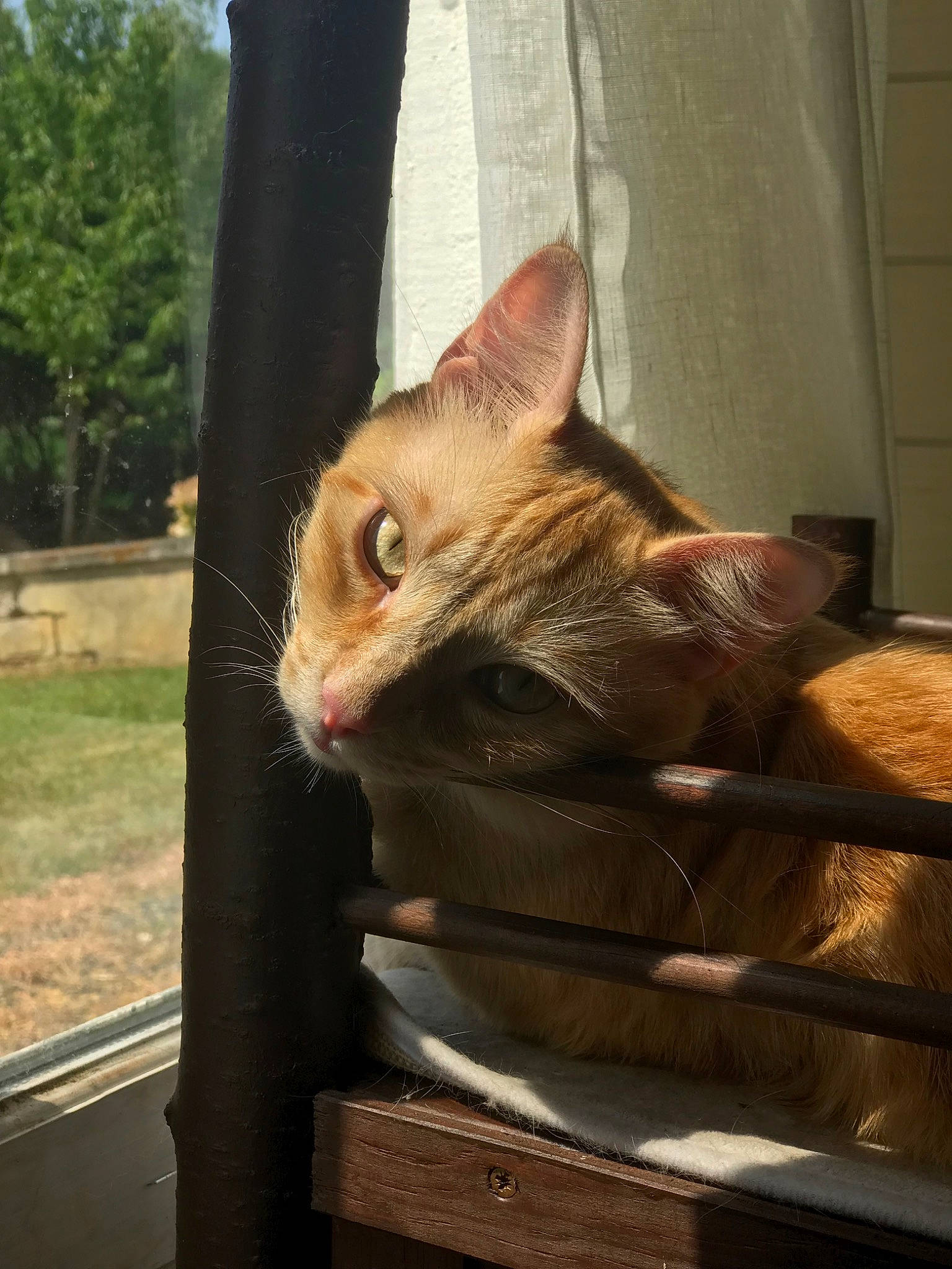 Léo a rejoint le concours — aidez-le/la à gagner de superbes lots ! aegean_cat, asian, carnivore, cat, chausie, domestic_short_haired_cat, european_shorthair, fawn, felidae, german_rex, mammal, small_to_medium_sized_cats, snout, tabby_cat, whiskers