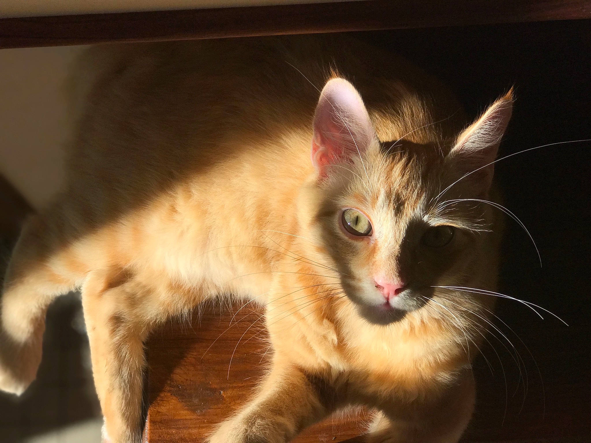 Léo participe au concours pour gagner de l'argent avec cette photo : asian, carnivore, cat, ear, european_shorthair, eye, fawn, felidae, fur, javanese, kitten, mammal, ojos_azules, oriental_longhair, oriental_shorthair, small_to_medium_sized_cats, snout, tabby_cat, vertebrate, whiskers