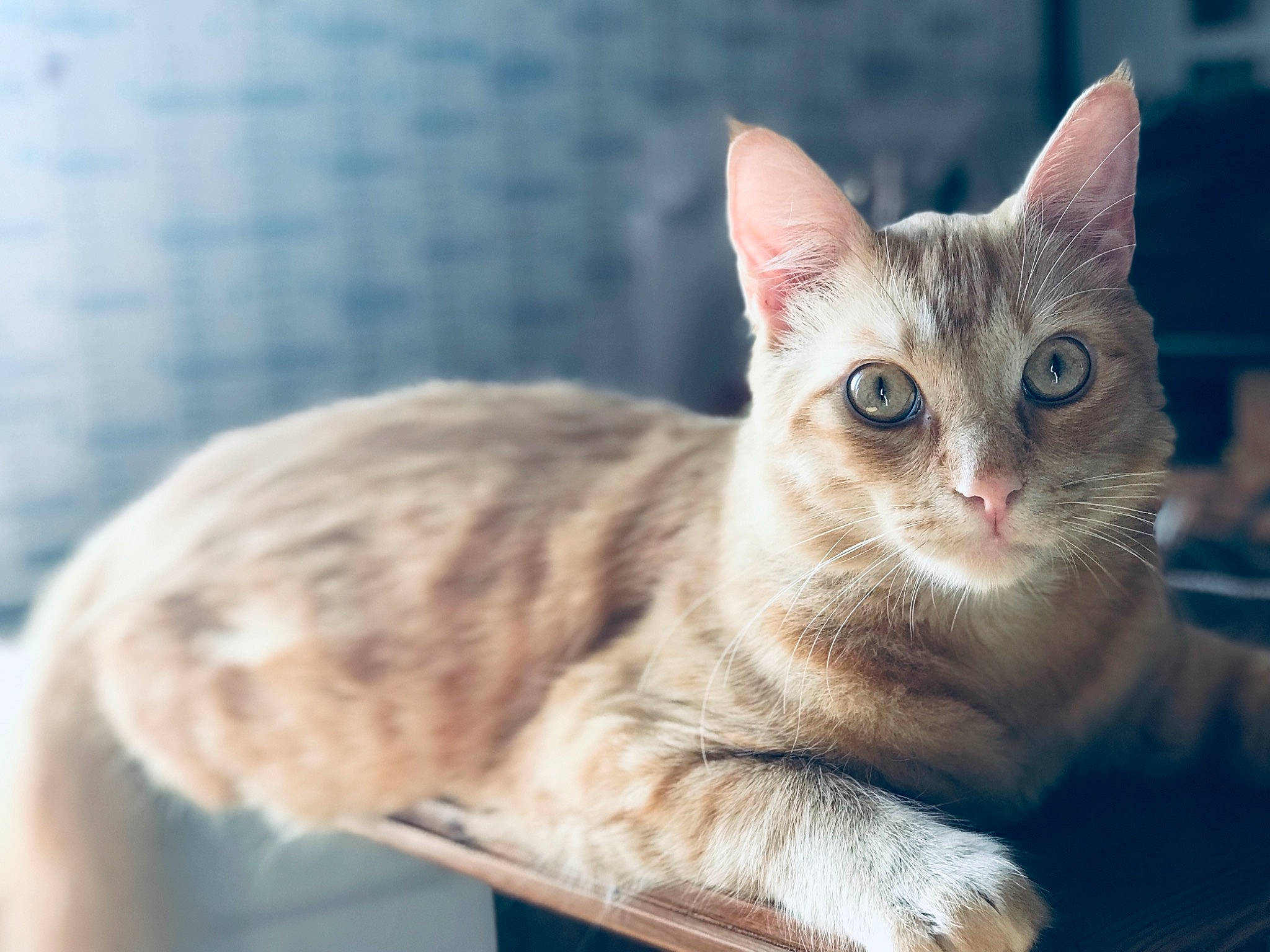 Léo a rejoint le concours — aidez-le/la à gagner de superbes lots ! aegean_cat, american_wirehair, arabian_mau, asian, australian_mist, carnivore, cat, domestic_short_haired_cat, dragon_li, european_shorthair, felidae, german_rex, kitten, mammal, ocicat, sky, small_to_medium_sized_cats, tabby_cat, vertebrate, whiskers