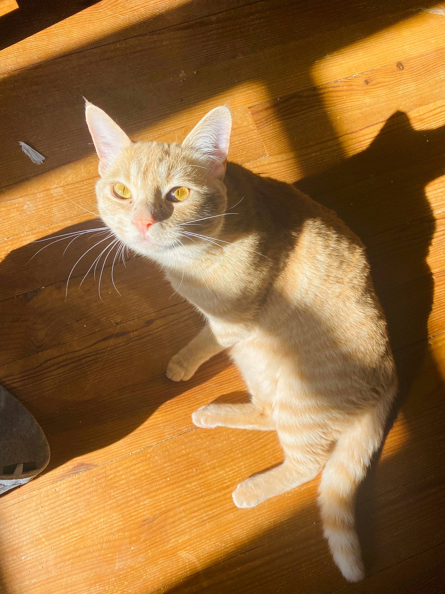 Nala a rejoint le concours — aidez-le/la à gagner de superbes lots ! box, carnivore, cat, claw, comfort, domestic_short_haired_cat, fawn, felidae, flooring, fur, hardwood, paw, shadow, sitting, small_to_medium_sized_cats, snout, tail, whiskers, window, wood