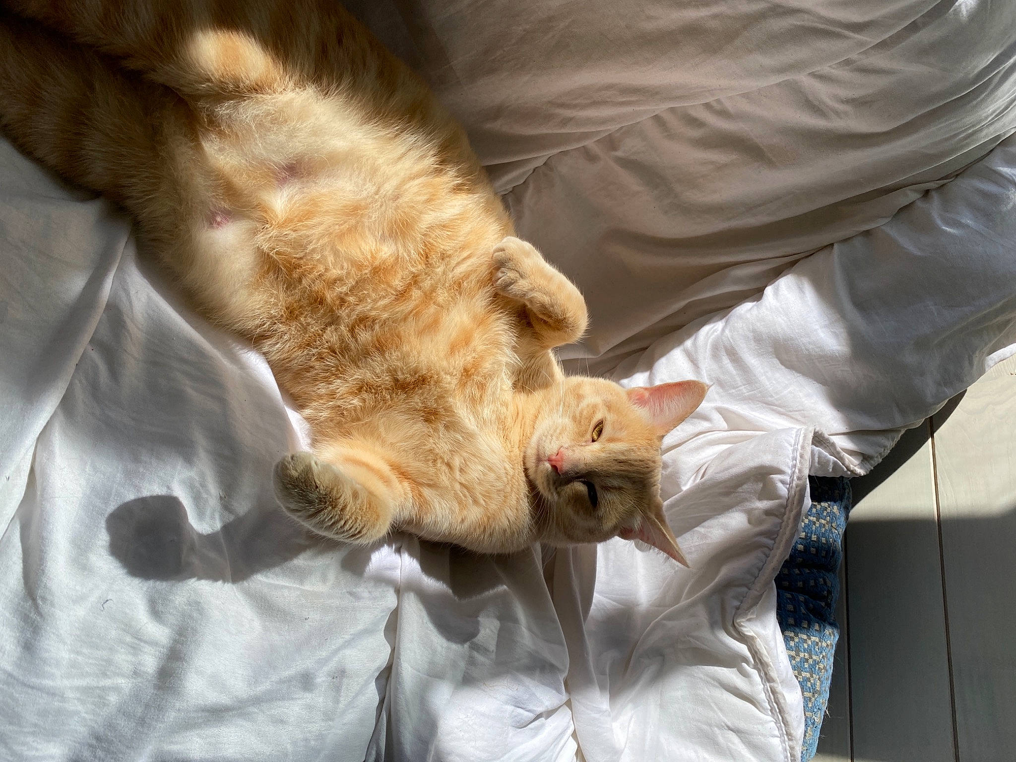 Nala a rejoint le concours — aidez-le/la à gagner de superbes lots ! canidae, carnivore, cat, claw, comfort, companion_dog, dog_breed, domestic_short_haired_cat, felidae, fur, gesture, human_leg, linens, nap, paw, small_to_medium_sized_cats, sporting_group, tail, whiskers