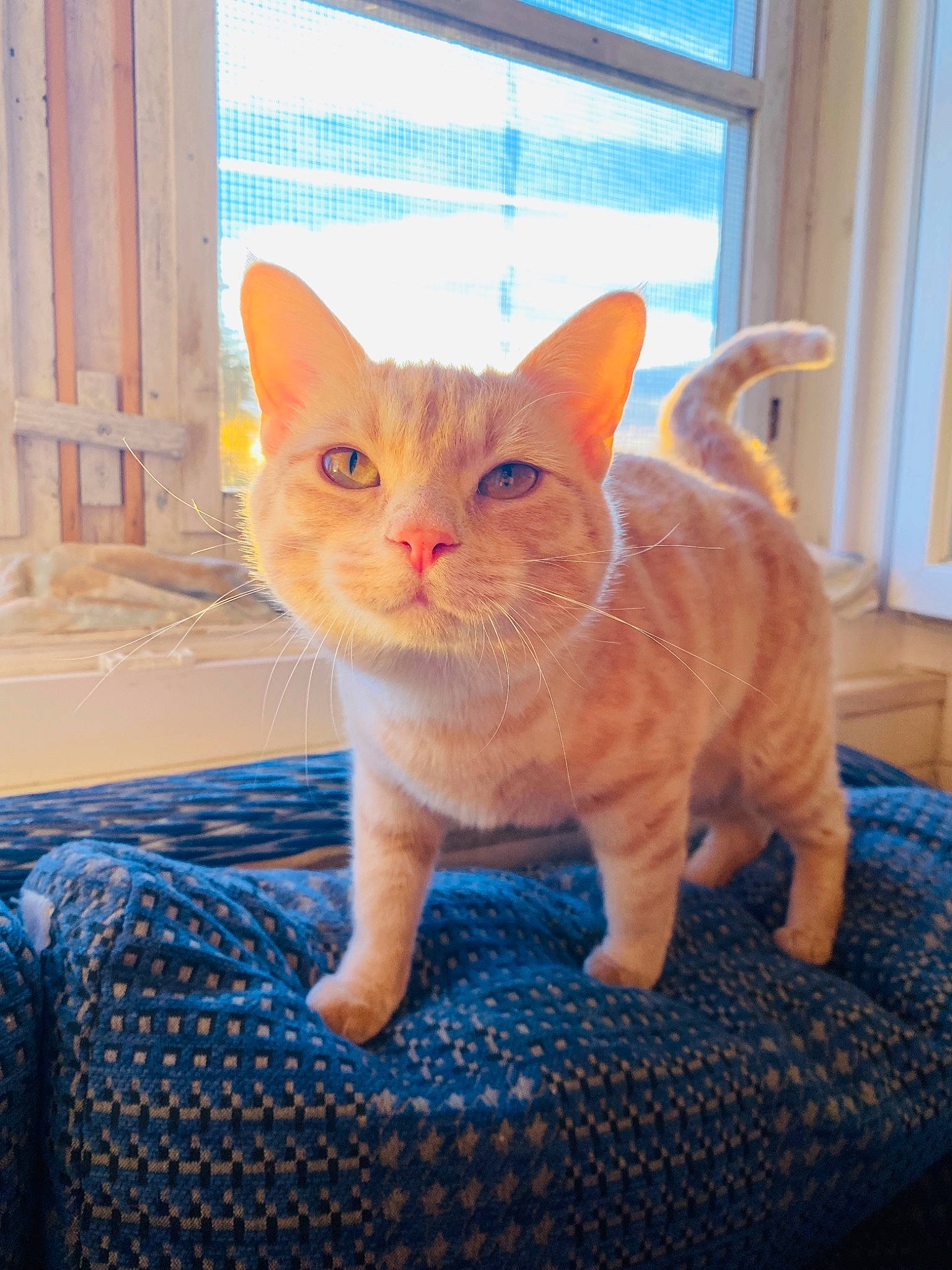 Nala participe au concours pour gagner de l'argent avec cette photo : carnivore, cat, comfort, domestic_short_haired_cat, fawn, felidae, flooring, fur, paw, peach, pet_supply, sitting, small_to_medium_sized_cats, snout, symmetry, tail, whiskers, window, window_blind, wood