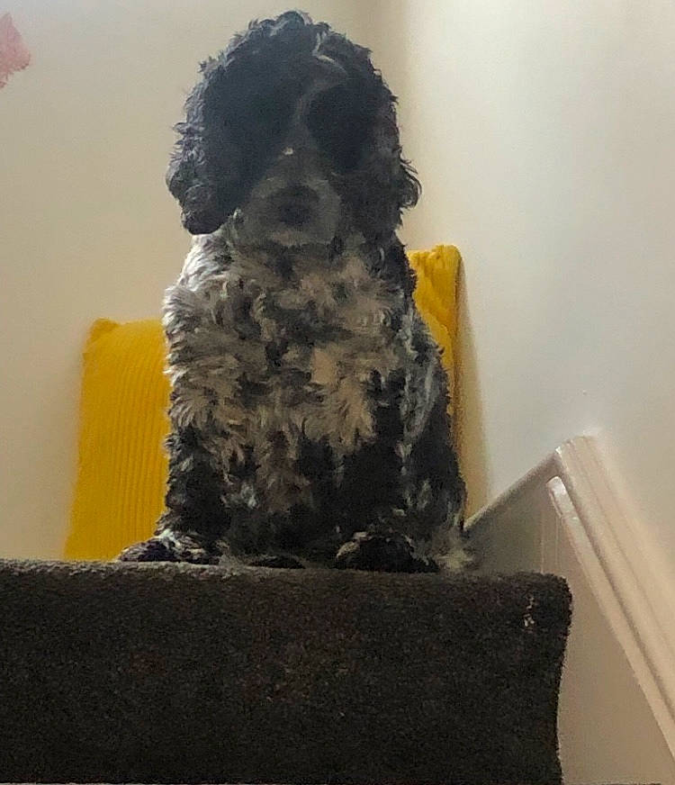 Jarvis joined the competition — help win amazing prizes! art, bird_of_prey, canidae, carnivore, companion_dog, dog, dog_breed, falconiformes, fur, labradoodle, pet_supply, schnauzer, sporting_group, statue, terrier, toy_dog, visual_arts, water_dog, wood