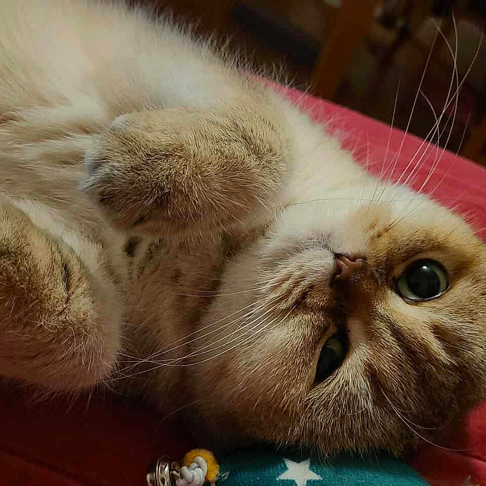 Moomin participe au concours pour gagner de l'argent avec cette photo : animal, bedroom, cat, closeup, cozy, cushion, cute, domestic, eyes, face, feline, fluffy, fur, indoor, paws, pet, red, relaxed, resting, whiskers