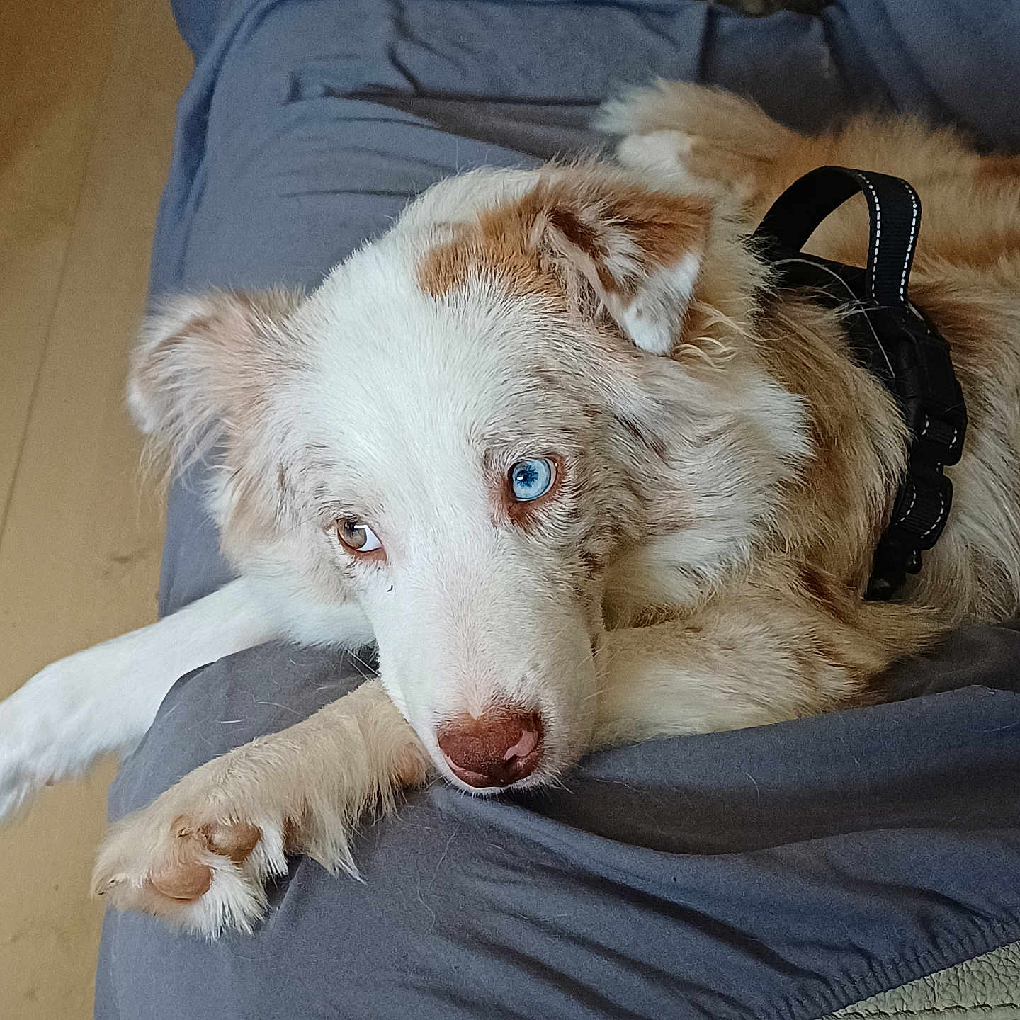 Akira participe au concours pour gagner de l'argent avec cette photo : dog, heterochromia, blue_eye, brown_eye, pet, canine, fur, lying_down, couch, blanket, indoor, relaxed, close_up, animal, domestic_animal, mammal, resting, collar, white_fur, brown_fur