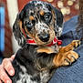 affection, animal, black, blue_eyes, brown, close_up, collar, companionship, cuddle, cute, dog, friendship, fur, human_hand, indoor, pet, portrait, puppy, speckled_coat, young