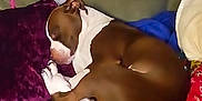 Uno is registered to the contest to win money with this photo: animal, baby, back, bed, blanket, bodypart, bulldog, canine, couch, cushion, dog, finger, furniture, hand, head, homedecor, indoors, person, pet, sleeping