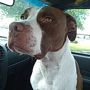Uno is registered to the contest to win money with this photo: accessories, alloywheel, animal, belt, boxer, bulldog, canine, car, carwheel, cushion, dog, homedecor, hound, machine, pet, pitbull, pointer, spoke, transportation, vehicle