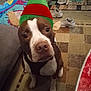 animal, boy, bulldog, canine, cap, child, clothing, couch, dog, footwear, hat, hound, male, person, pet, pitbull, runningshoe, shoe, sneaker, wood
