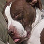 animal, bodypart, bostonbull, boxer, bulldog, canine, dog, frenchbulldog, hound, husky, mouth, person, pet, pitbull, pointer, puppy, sleeping, snout, terrier, tongue