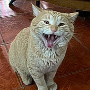 Chester joined the competition — help win amazing prizes! animal, cat, closeup, cute, domestic_cat, expression, fangs, feline, funny, fur, ginger_cat, indoor, mouth_open, pet, playful, portrait, sitting, tile_floor, whiskers, wooden_table