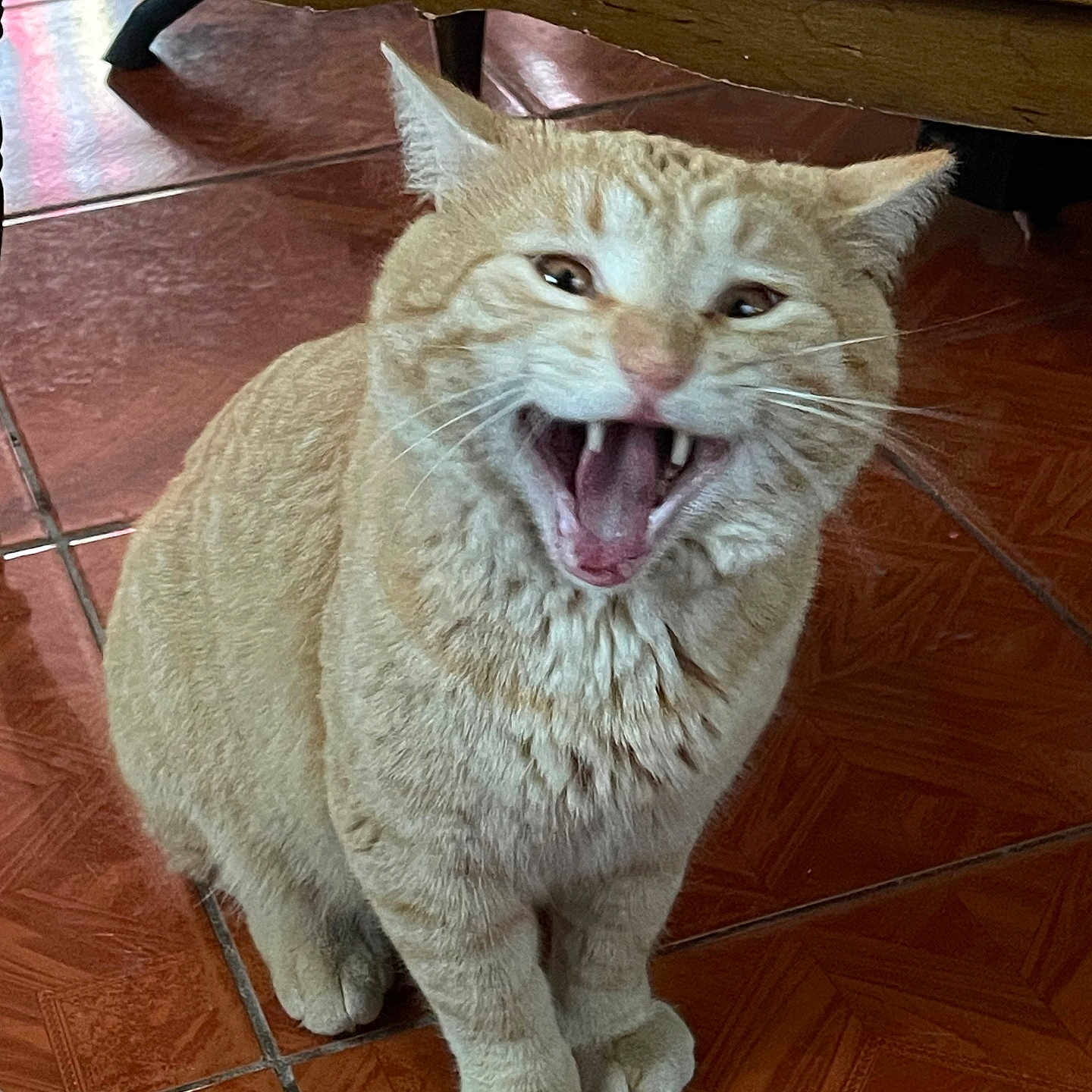 Chester
