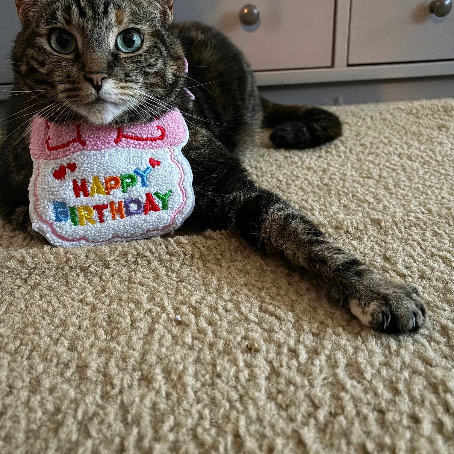 Mittens joined the competition — help win amazing prizes! cat, tabby, carpet, birthday, bib, indoor, furniture, drawer, paw, pet, animal, cute, celebration, colorful, relaxed, fur, whiskers, closeup, portrait, home