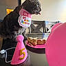 Mittens joined the competition — help win amazing prizes! cat, birthday, party_hat, cake, candle, balloon, table, chair, indoor, celebration, pet, tongue_out, colorful, pink, decorations, food, festive, bib, tabby_cat, animal
