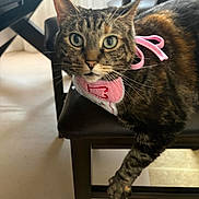 Mittens is registered to the contest to win money with this photo: cat, tabby_cat, pet, indoor, chair, furniture, bow, pink_bow, bib, heart, green_eyes, looking_at_camera, curious, animal, mammal, whiskers, paw, floor, home, domestic