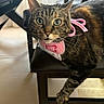 cat, tabby_cat, pet, indoor, chair, furniture, bow, pink_bow, bib, heart, green_eyes, looking_at_camera, curious, animal, mammal, whiskers, paw, floor, home, domestic