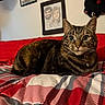 Mittens is registered to the contest to win money with this photo: cat, tabby_cat, bed, blanket, striped, red, white, navy, portrait, caricature, wall_art, hat, indoor, pet, feline, whiskers, collar, resting, cozy, curious