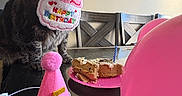 Mittens is registered to the contest to win money with this photo: cat, tabby_cat, birthday, party_hat, cake, candle, pink_balloons, table, chair, indoor, celebration, pet, animal, food, birthday_bib, party, festive, decorations, closeup, domestic_cat