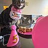 cat, tabby_cat, birthday, party_hat, cake, candle, pink_balloons, table, chair, indoor, celebration, pet, animal, food, birthday_bib, party, festive, decorations, closeup, domestic_cat