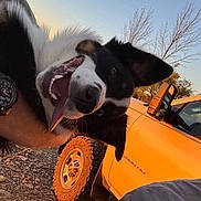 Daisy is registered to the contest to win money with this photo: animal, black_and_white, canine, daylight, dog, gravel, happy, nature, outdoor, person_arm, pet, playful, sky, sunset, tongue_out, tree, truck, vehicle, watch, wheel