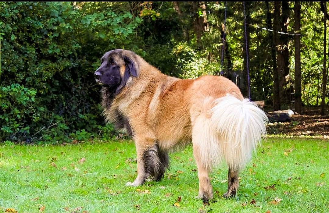 Sulley is registered to the contest to win money with this photo: canidae, carnivore, companion_dog, dog, dog_breed, estrela_mountain_dog, fur, grass, grassland, liver, plant, sporting_group, tail, terrestrial_animal, tree, working_animal, working_dog