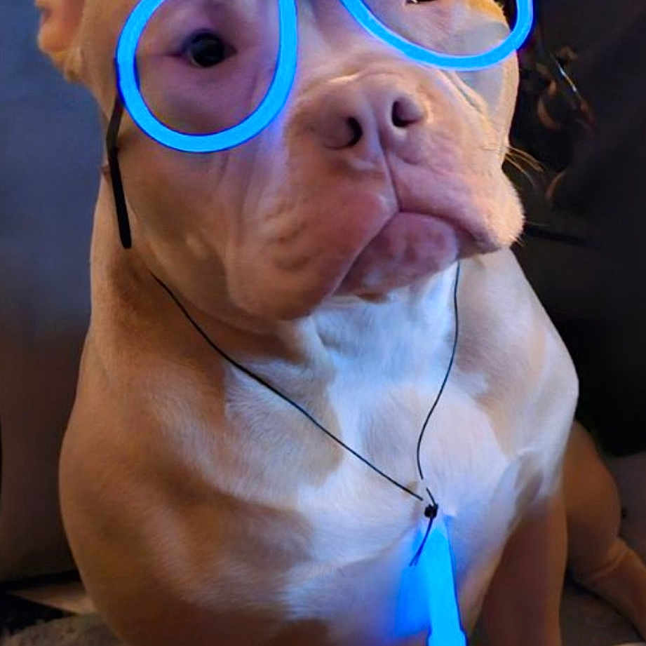 Tyron participe au concours pour gagner de l'argent avec cette photo : canidae, carnivore, collar, companion_dog, dog, dog_breed, dog_collar, ear, electric_blue, eyewear, fawn, gesture, glasses, hat, jaw, snout, sunglasses, vision_care, whiskers, working_animal