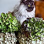cat, fluffy_cat, yellow_eyes, hydrangea, green_plants, ceramic_pots, flower_pots, indoor, wooden_table, decor, close_up, soft_focus, houseplant, pet, domestic_cat, ornate_pots, furniture, natural_light, still_life, calm