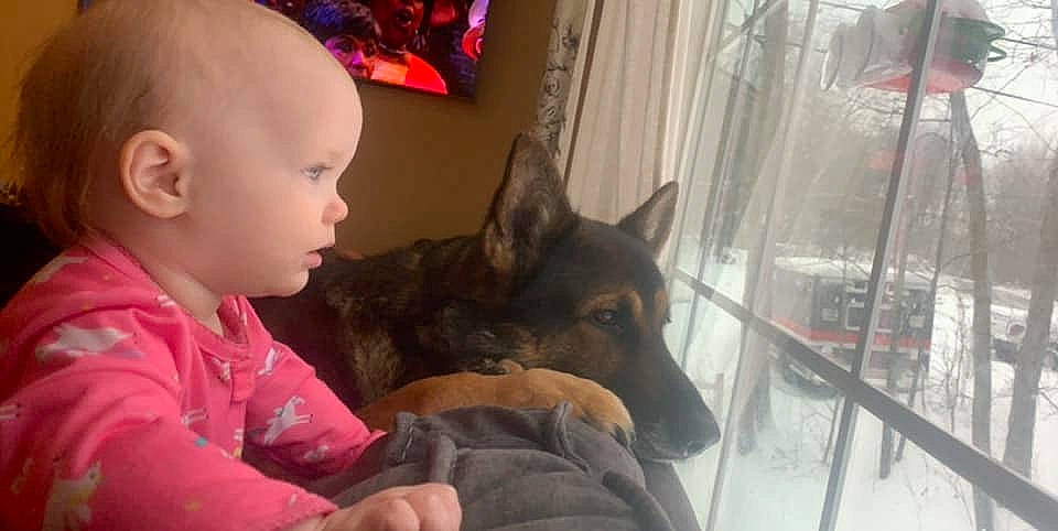 Emma joined the competition — help win amazing prizes! canidae, carnivore, dog, dog_breed, ear, german_shepherd_dog, guard_dog, king_shepherd, kunming_wolfdog, mammal, person, snout, vertebrate, wolfdog, working_dog