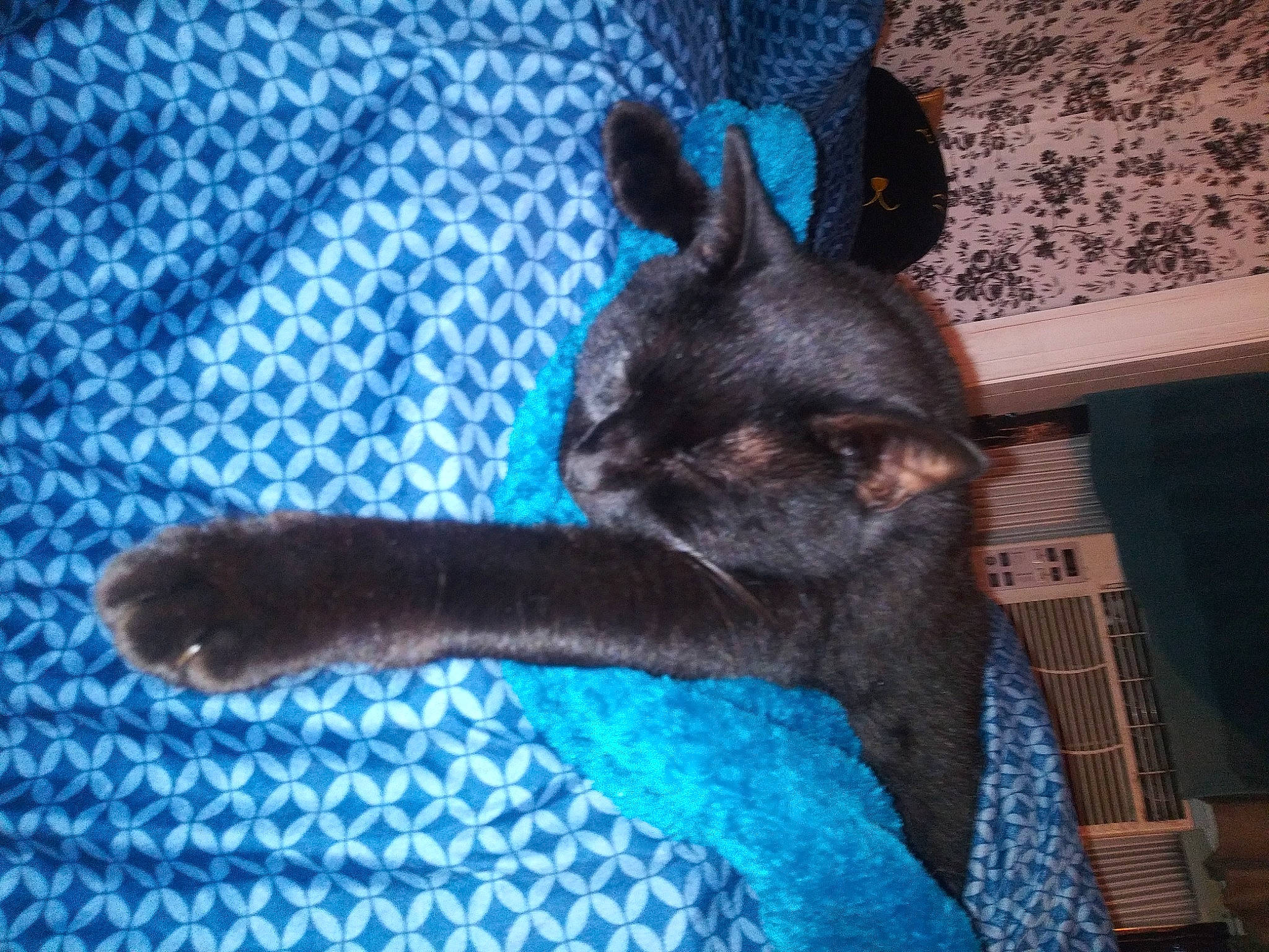 Magic is registered to the contest to win money with this photo: black_cat, blue, bombay, carnivore, cat, claw, comfort, dog_breed, domestic_short_haired_cat, electric_blue, fawn, felidae, fur, paw, small_to_medium_sized_cats, snout, tail, terrestrial_animal, vertebrate, whiskers