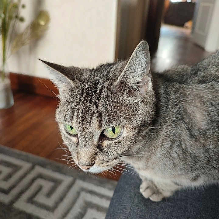 Mimie
