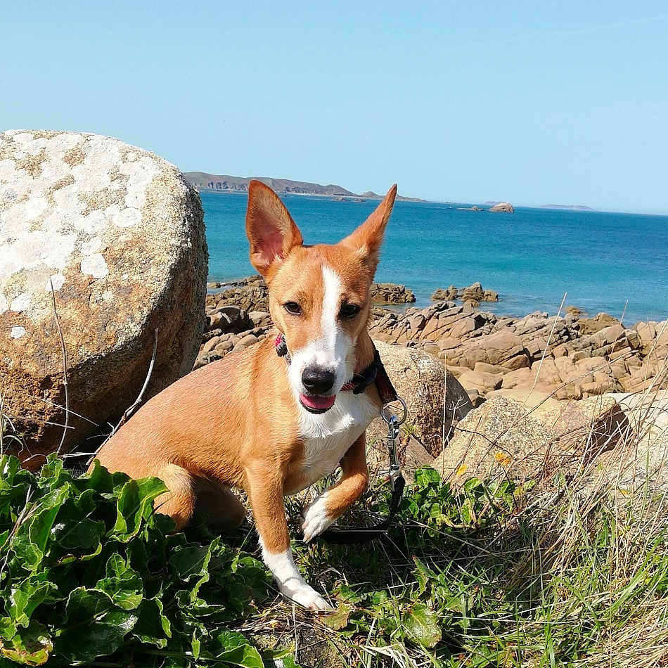 Skayna participe au concours pour gagner de l'argent avec cette photo : animal, beach, canine, coast, dog, grass, green, herbal, herbs, nature, outdoors, pet, plant, puppy, rock, sea, shoreline, soil, vegetation, water