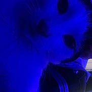 Robin is registered to the contest to win money with this photo: animal, background, blue_light, cat, close_up, curious, cute, domestic, eyes, face, feline, fur, indoor, lighting, mystery, pet, portrait, shadow, soft, whiskers