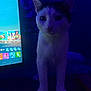 Robin is registered to the contest to win money with this photo: animal, black_markings, blue_light, cat, closeup, computer_screen, curious, dark, desk, digital, feline, gaming, home, indoor, monitor, night, pet, shadow, technology, white_cat