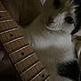 Robin joined the competition — help win amazing prizes! animal, bed, black_and_white, cat, close_up, cozy, curious, dim_light, dots, feline, frets, fur, guitar, indoor, musical_instrument, neck, pet, string_instrument, strings, whiskers
