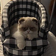 Tini Wennie is registered to the contest to win money with this photo: cat, kitten, furniture, armchair, checkered_pattern, indoor, pet, cozy, white, brown, soft_fur, resting, lamp, home, animal, cute, fluffy, relaxed, table, decor