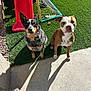 animal, artificial_grass, attentive, backyard, black_dog, brown_dog, concrete, daytime, dog, fence, grass, outdoor, pets, playground, recreation, shadow, sitting, slide, sunlight, toy