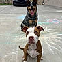 Coco is registered to the contest to win money with this photo: dog, puppy, outdoor, concrete, chalk_drawing, sidewalk, car, driveway, animal, pet, happy, tongue_out, brown_and_white, black_and_tan, ears, sitting, playful, cute, front_view, background
