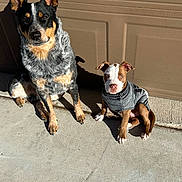 Coco joined the competition — help win amazing prizes! dog, puppy, outdoor, sunlight, concrete, garage, sitting, pet, animal, canine, coat, ears, shadow, curious, brown, grey, black, white, fur, warm
