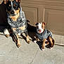 animal, black, brown, canine, coat, concrete, curious, dog, ears, fur, garage, grey, outdoor, pet, puppy, shadow, sitting, sunlight, warm, white
