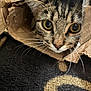 Fripouille participe au concours pour gagner de l'argent avec cette photo : cat, tabby, cardboard_box, whiskers, curious, yellow_eyes, pet, indoor, carpet, close_up, feline, animal, cute, playful, domestic, fur, portrait, box, face, mischievous