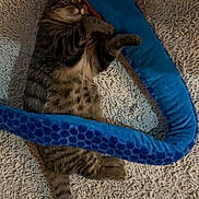 Fripouille participe au concours pour gagner de l'argent avec cette photo : cat, tabby, plush_toy, blue, rug, indoor, pet, feline, striped, playful, claws, fur, whiskers, tail, relaxed, cozy, carpet, toy, animal, cute