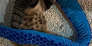 Fripouille participe au concours pour gagner de l'argent avec cette photo : animal, blue, carpet, cat, claws, cozy, cute, feline, fur, indoor, pet, playful, plush_toy, relaxed, rug, striped, tabby, tail, toy, whiskers