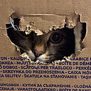 Fripouille a rejoint le concours — aidez-le/la à gagner de superbes lots ! animal, brown, cardboard_box, cat, closeup, curious, eye, face, feline, hole, indoor, multilingual, nose, paper, peeking, pet, text, texture, torn_edges, whiskers