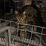 Fripouille participe au concours pour gagner de l'argent avec cette photo : animal, appliance, cat, curious, dishwasher, domestic, empty, exploration, feline, fur, household, indoor, kitchen, metal, pet, reflection, shadow, stripes, tabby_cat, whiskers