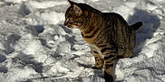 Fripouille participe au concours pour gagner de l'argent avec cette photo : cat, tabby_cat, snow, outdoor, animal, pet, winter, fur, stone_wall, nature, mammal, cold, daylight, walking, alert, side_view, texture, background_blur, ground, sunlight