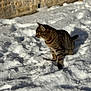 cat, tabby_cat, snow, outdoor, animal, pet, winter, fur, stone_wall, nature, mammal, cold, daylight, walking, alert, side_view, texture, background_blur, ground, sunlight