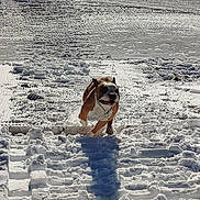 Rayder a rejoint le concours — aidez-le/la à gagner de superbes lots ! dog, snow, outdoor, sunlight, shadow, winter, animal, running, playful, white, brown, chain_collar, paws, tracks, nature, cold, daytime, field, frozen, landscape