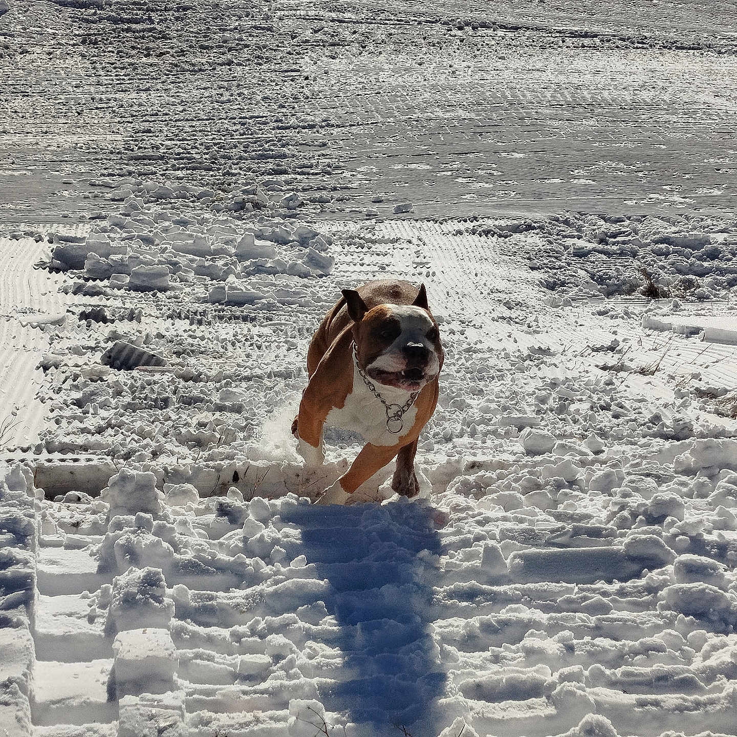 Rayder a rejoint le concours — aidez-le/la à gagner de superbes lots ! animal, brown, chain_collar, cold, daytime, dog, field, frozen, landscape, nature, outdoor, paws, playful, running, shadow, snow, sunlight, tracks, white, winter