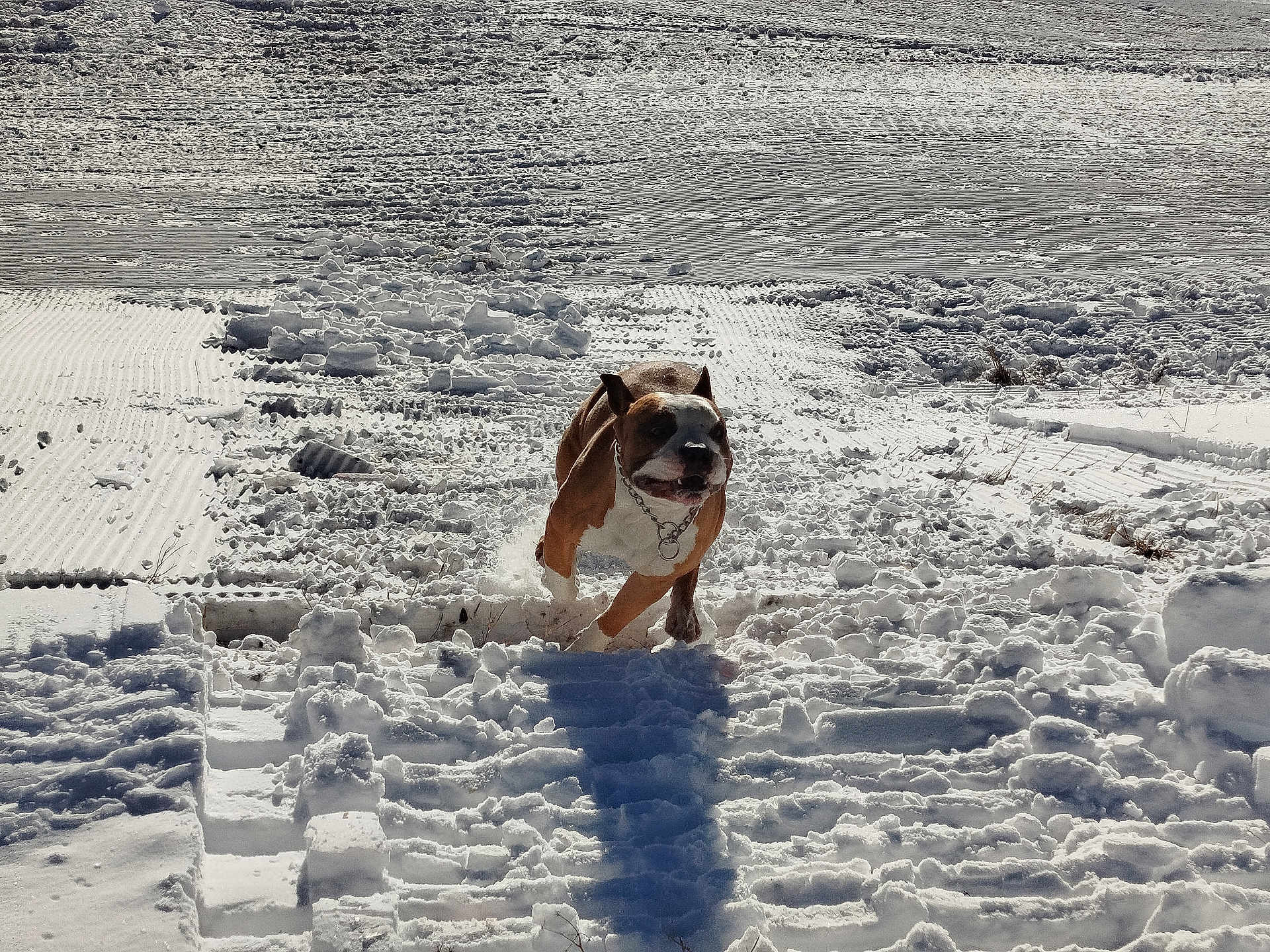 Rayder a rejoint le concours — aidez-le/la à gagner de superbes lots ! dog, snow, outdoor, sunlight, shadow, winter, animal, running, playful, white, brown, chain_collar, paws, tracks, nature, cold, daytime, field, frozen, landscape